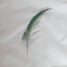 Peacock Sword