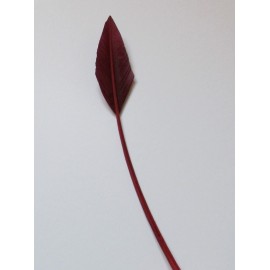 Arrowhead - Cranberry