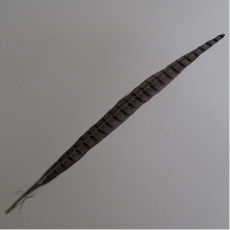 Pheasant Feather 42-52cm